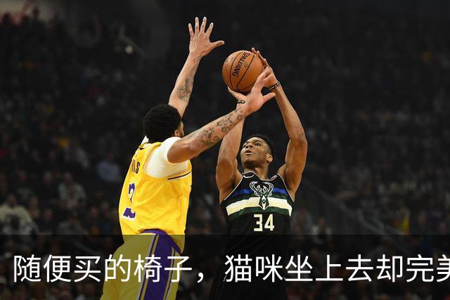 随便买的椅子，猫咪坐上去却完美契合，还以为是量身定做的！